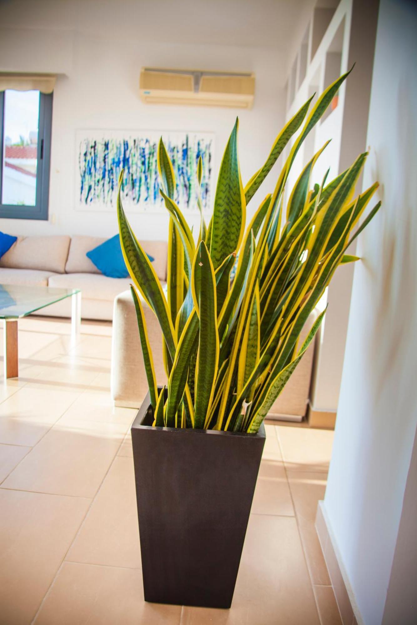 Julipapas Gardens Appartement *